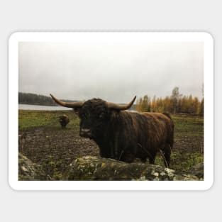 Scottish Highland Cattle Bull 2145 Sticker